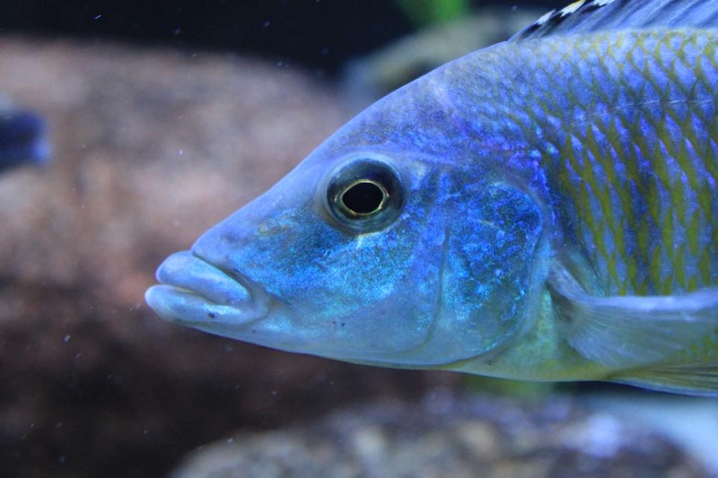 Mylochromis lateristriga 'Chimwalani Reef'